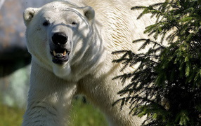 Polar Bear for Christmas tree