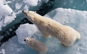 Белый медведь с медвежонком