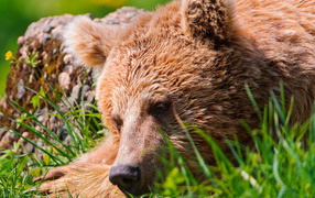 Спящий медведь