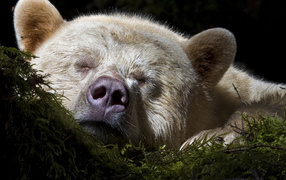 Спящий медведь