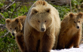 Три медведя