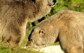 Два белых медведя