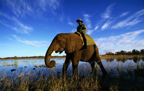 Африканский слон