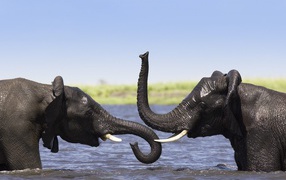 Африканские слоны