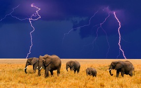 African elephants Lightning