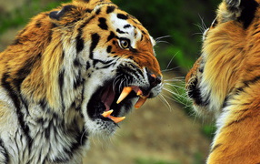 Звериная схватка