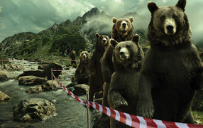 Медведи