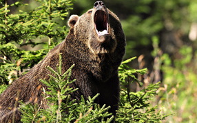 Медведь Гризли