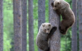 Медвежата на дереве