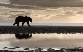 Медведь на берегу