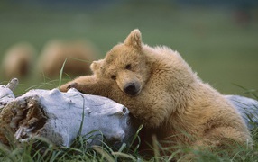 Медведь с бревном