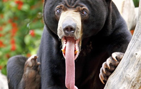 Медведь с длинным языком