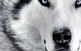 Красивый волк