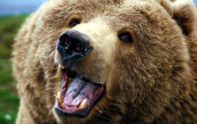 Большой медведь