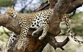 Большая кошка на дереве