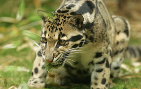 Большая киса