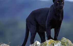 Чёрная пантера