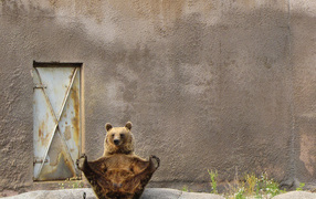 Бурый медведь