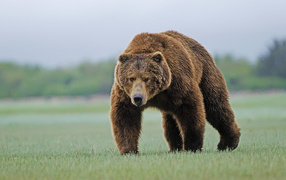 Бурый медведь