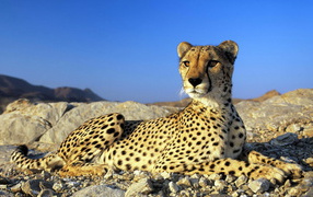 Гепард на камнях