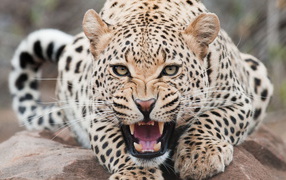 Огрызающийся леопард