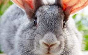 Ушастый друг