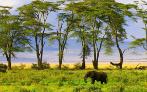 Слон в саванне