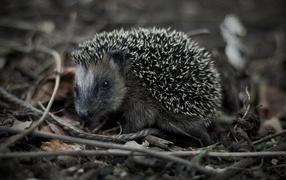 Убегающий ежик