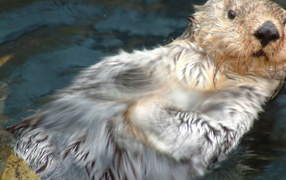 Плывущий бобер