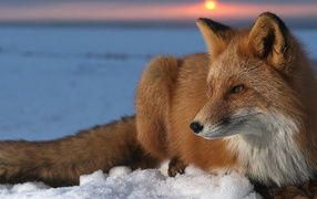 Лисица на снегу