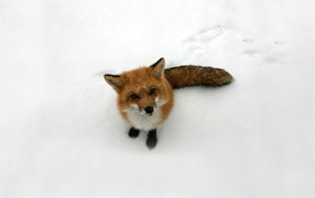 Лисица на снегу