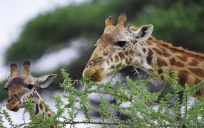 Смешные жирафы