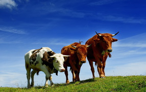 Бычки на прогулке