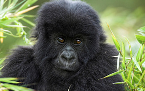 Горилла в траве