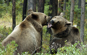 Медведи гризли