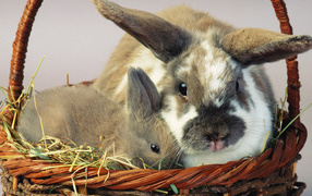 Зайцы в корзине
