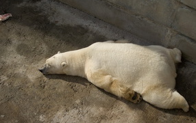 Отдыхающий белый медведь