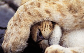 Прикрывшийся лев