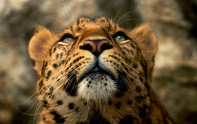 Голова леопарда
