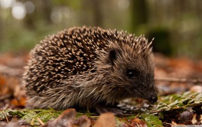 Hedgehog in the wood