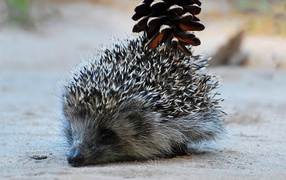 Hedgehog with a bump
