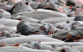 Бегемоты на купании