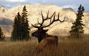 Рогатый олень