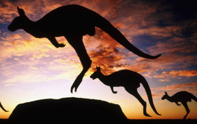 Кенгуру на закате