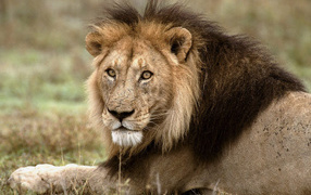 Царь зверей