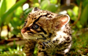 Kitten of the Cheetah