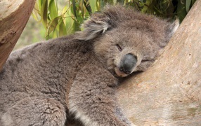 Коала