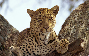 Леопард на дереве