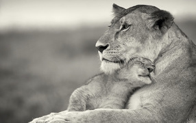 Львиная ласка