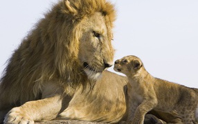 Lion and cub